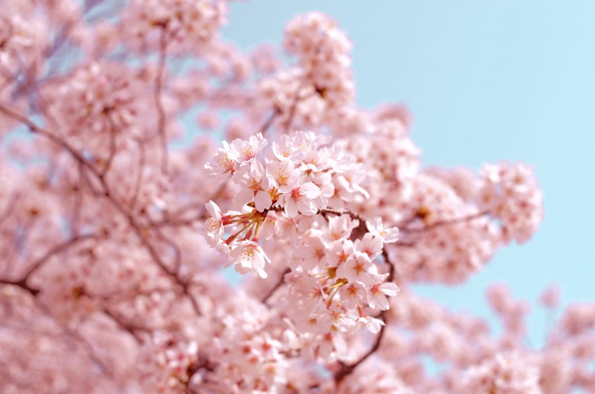 Sakura, la primavera del cerezo